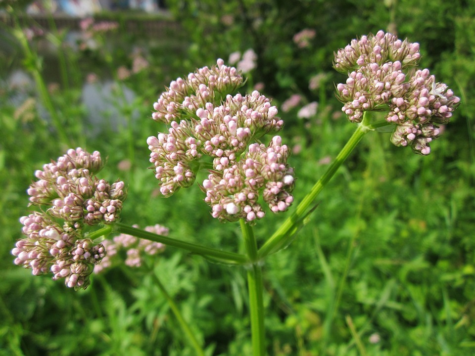valeriana