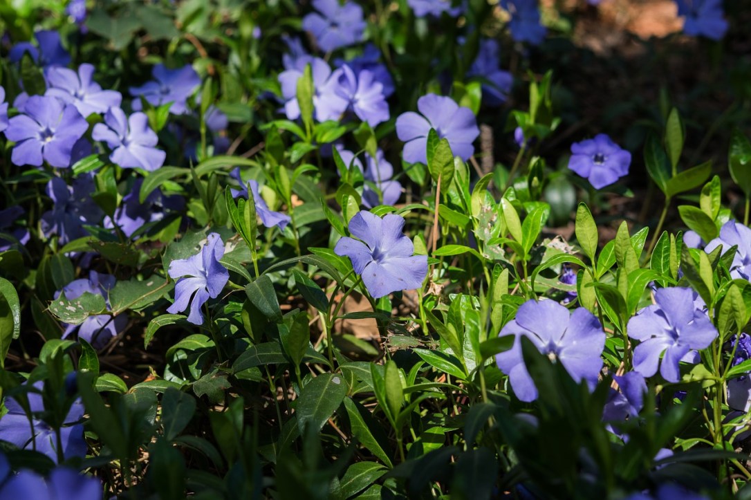 pervinca